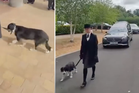 Faithful dog leads best friend’s funeral procession