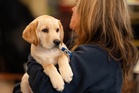 Can dogs tell if you’re happy or sad? Here’s what a new study says