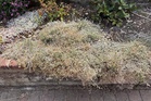 Can you save your scorched plants after summer?