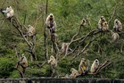 Why men will be mimicking monkeys at this year’s Badminton World Champs