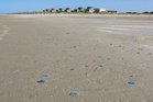 Massive jellyfish invasion shuts down French nuclear reactors