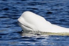 Opponents say national park gold mine could threaten endangered whales