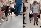Police dog shot protecting deputies gets hero’s welcome as he returns to sheriff’s office