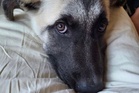 California dog is euthanized even though the case to save it reached the Supreme Court