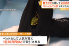 Man arrested at Tokyo airport with 200 lizards hidden in socks