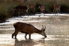 Deer put down after leaving elderly man with chest injuries in London park
