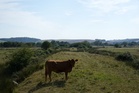 Man, 78, killed after being ‘trampled by cattle’ at National Trust estate
