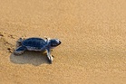 55 sea turtle hatchlings found dead after getting disoriented on way to ocean