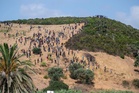 Moroccan security forces arrest nearly 300 migrants trying to reach Spain’s Ceuta