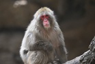 Escaped monkey returns to wildlife park after roaming the Highlands