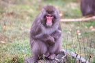 Monkey who escaped wildlife enclosure comes back after major search