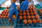 Salmonella outbreak in Belgium linked to eggs leaves 300 people ill