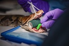 15-foot python benefits from human cancer treatment in world-first
