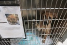 Texas dogs and cats at risk of euthanasia as flesh-eating parasite halts adoptions