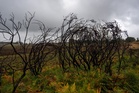 Ancient trees destroyed in devastating New Forest fire as National Highways gives A31 reopening update