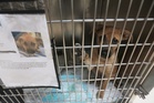 Pet adoptions halted as US state races to stop spread of New World screwworm