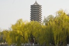 Scientists reveals some trees are actually worsening urban air quality as climate warms