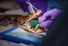 Snake believed to be first in the world to benefit from human cancer treatment
