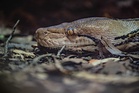 Snake makes history with cancer treatment normally used on humans