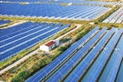 Is China’s massive solar power expansion harming its birds?