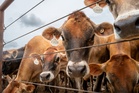 Trump promises cheaper beef until just after voters head to the polls