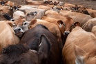 Trump’s plan to lower beef prices draws immediate backlash from his own party