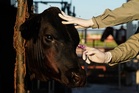 Mexico resumes livestock sales to US under tight controls over screwworm risk