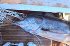 Fishermen land 1,260lb ‘largest blue marlin caught on US east coast’