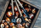 It’s almost time to plant spring bulbs – or is it? Here’s what the experts say