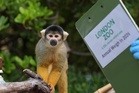 Penguins and capybaras among 10,000 animals on scales for London zoo weigh-in
