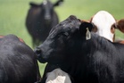 US border reopens to Mexican cattle despite screwworm concerns