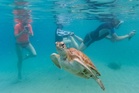 Scientists ‘really worried’ as ocean surface temperatures hit record high