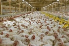 RSPCA reveals ‘secret weapon’ to tackling common cause of food poisoning