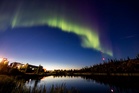 How the climate crisis is changing the Arctic’s ‘mini-jungle’