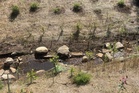 Living shorelines in Maine show mixed success