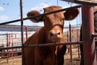 Trump’s agriculture secretary ‘not privy to talk about’ where foreign beef is coming from