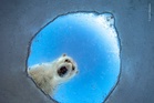 A peeping polar bear and bullfrog’s near miss: Wildlife Photographer of Year 2026 first look