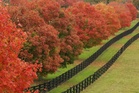 The US fall foliage forecast is out. Here’s where to see the most vibrant colors this year