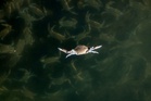Scientists unleash army of octopuses to fight off blue crab invasion