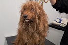 Couple banned from owning animals after cockapoos’ fur left to mat for months