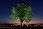 A new generation of elm trees could be equipped to beat the disease that killed the parents