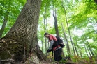 Scientists use disease to restore iconic American elm trees