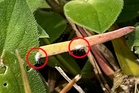 Tiny invasive ‘serious threat’ bug spotted in Southern US states