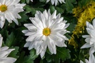 A guide to choosing mums for the fall garden — beyond the classic cushion
