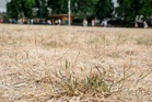 The secret to reviving your lawn after a record-breaking summer