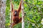 India launches trafficking investigation after five baby orangutans found abandoned in forest