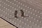 Mice scrapping on London Underground platform caught on camera