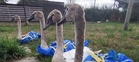 Baby swans rescued in IKEA bags from roadside in Somerset