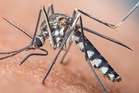 Mosquito species which could carry deadly disease found breeding in London