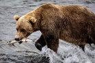 Sleeping teen and woman in a tent attacked by bears in Colorado